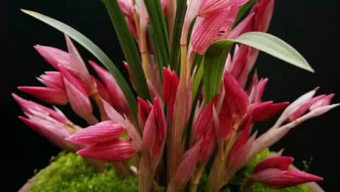 中治南方公司举办廉政月专题讲座“beat365”(图1) beat365官网中文