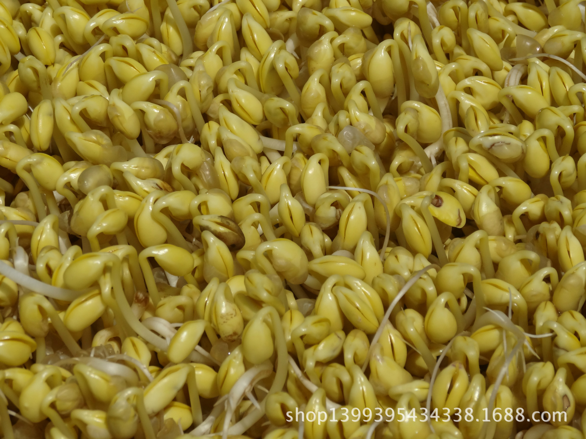 “beat365”阿迦汗建筑奖公布了2016年的候选项目名单(图1)